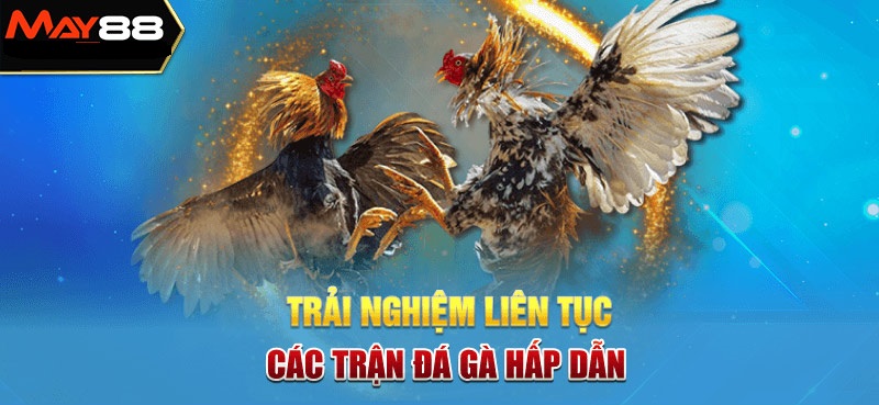 Tham gia trò chơi đá gà MAY88 hôm nay để nhận ngay phần thưởng khủng